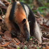 Northern Tamandua