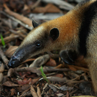 Northern Tamandua