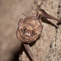 Black-bearded tomb bat