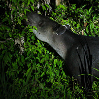 Baird's Tapir