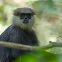 Purple-faced langur