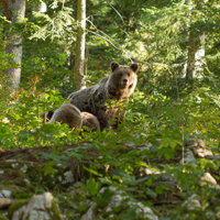 Brown bear