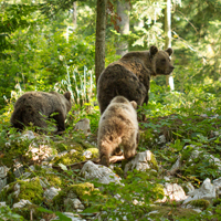 Brown bear