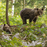 Brown bear