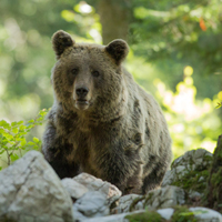 Brown bear