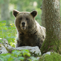 Brown bear