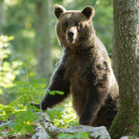 Brown bear