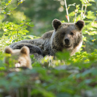 Brown bear