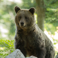 Brown bear