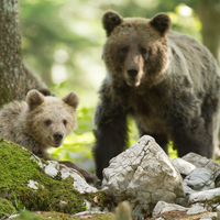 Brown bear