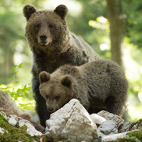 Brown bear