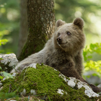 Brown bear