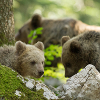 Brown bear