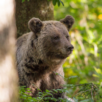 Brown bear