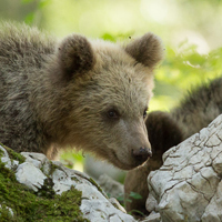 Brown bear