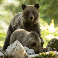 Brown bear