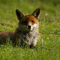 Red Fox