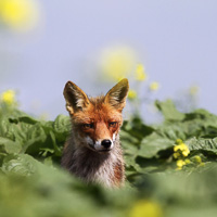 Red Fox