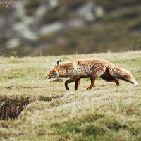 Red Fox