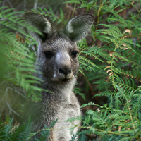 Eastern Grey Kangaroo