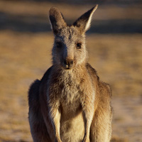 Wallaby