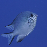 White-belly Damselfish