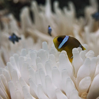 Red Sea clownfish