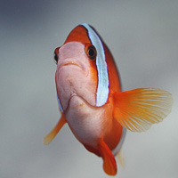 Yellowtail Clownfish