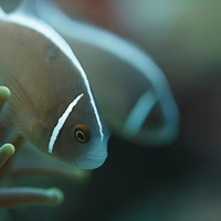 Pink Anemonefish