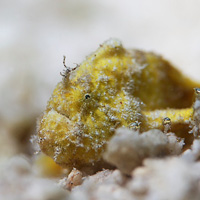 Painted Frogfish