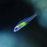 Red-eye goby