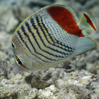 Crown Butterflyfish