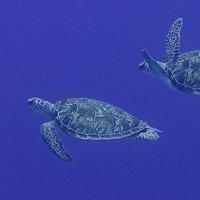 Green turtle