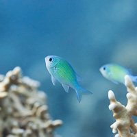 Green Chromis