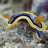 Chromodoris annae