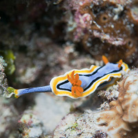 Chromodoris annae