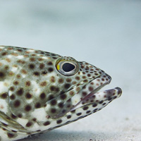 Arabian grouper