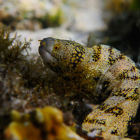 Snowflake moray