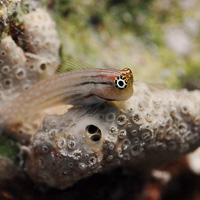 Combtooth blenny