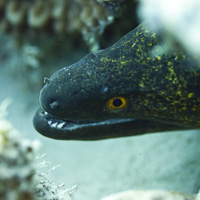 Yellow-edged moray