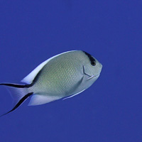 Zebra Angelfish