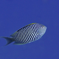 Zebra Angelfish