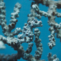 Pygmy seahorse