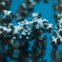 Pygmy seahorse