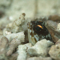 Randall's Jawfish