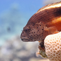 Black-sided hawkfish