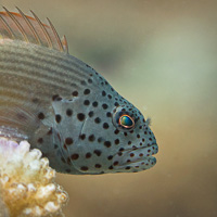 Black-sided Hawkfish