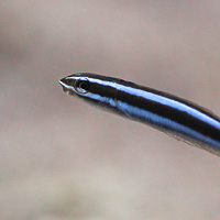 Bluestriped fangblenny