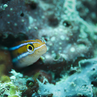 Bluestriped fangblenny