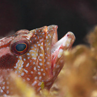 Coral trout